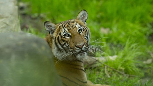 All four zoos in New York have been closed since 16 March