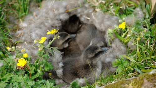 The Common Eider is a remarkable bird but more people know about its feathers than the bird itself.
