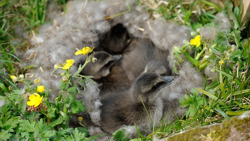 The Common Eider is a remarkable bird but more people know about its feathers than the bird itself.