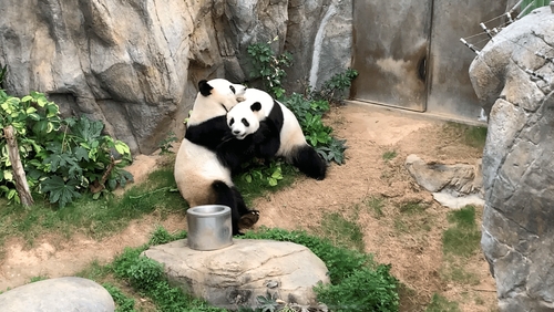 Ying Ying and Le Le have been at Ocean Park since 2007 (Pic: Ocean Park)