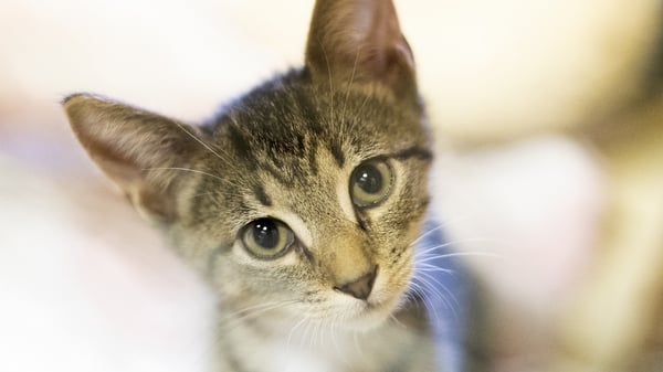 Veterinary Ireland said there is no need to keep cats indoors if the household has been unaffected by the coronavirus