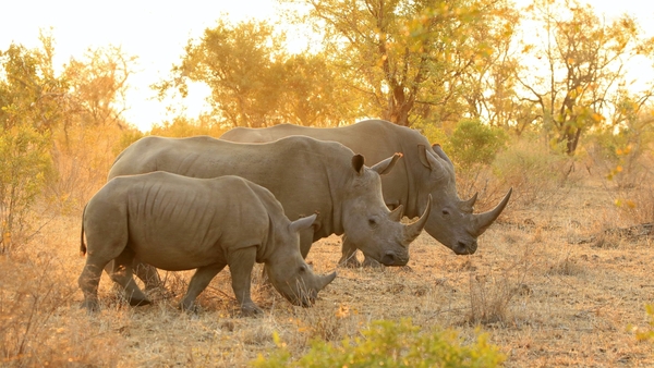 Caverns, roller coasters, and South African safaris.
