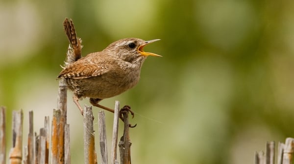 The little wren at large. Photo: Michael Finn
