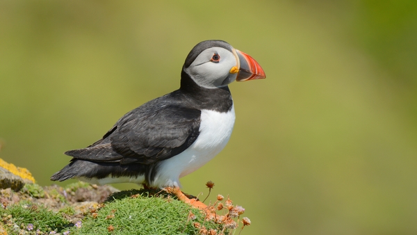 Watch: A wondrous celebration of Ireland's wildlife