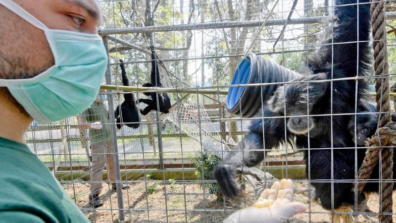 Zoo keeper takes care of apes at Naples Zoo in Italy amid coronavirus crisis