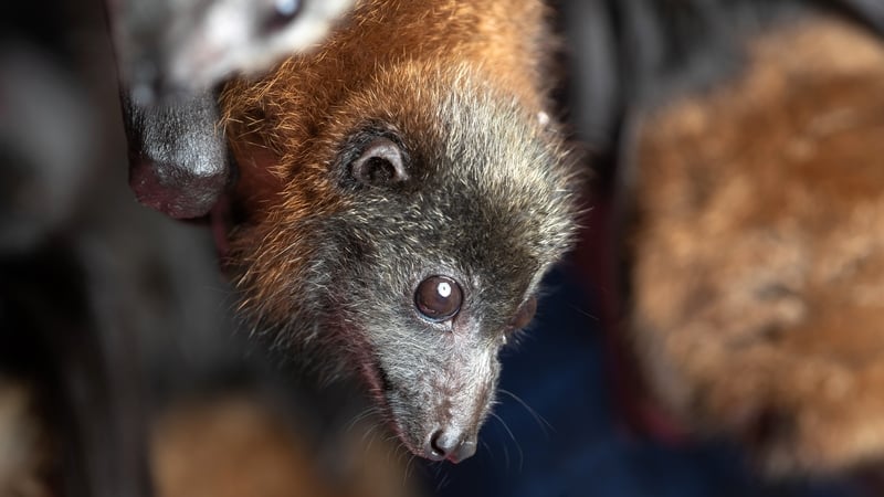 The findings cast doubt on the idea that bats spread more viruses than other animals