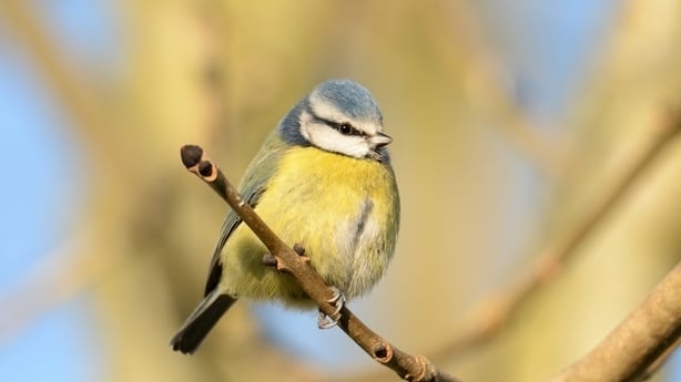 Blue Tit [Photo by Brian Burke]