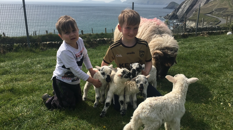 Brothers Tomás and Mícheál Ó Dubhda with the five new lambs