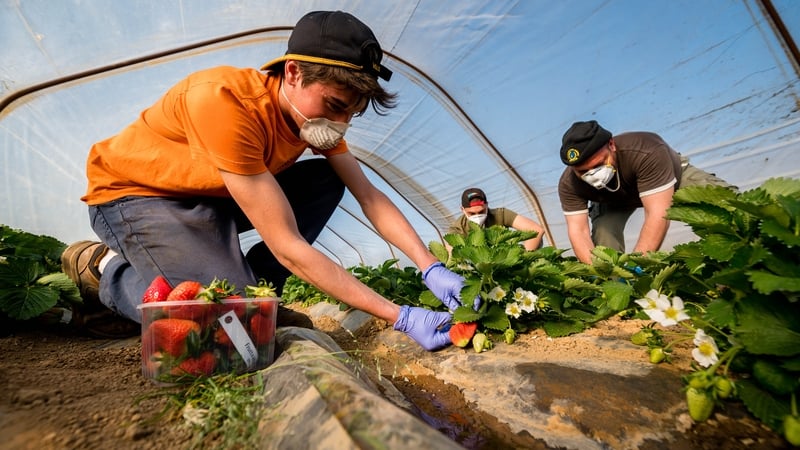 Pickers gather strawberries in a greenhouse wearing protective masks in Casteldidone, Italy