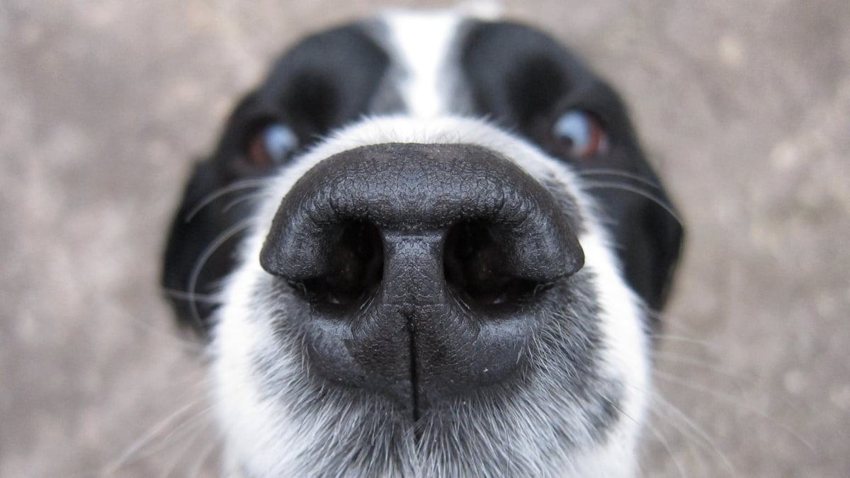 Nosetalgia