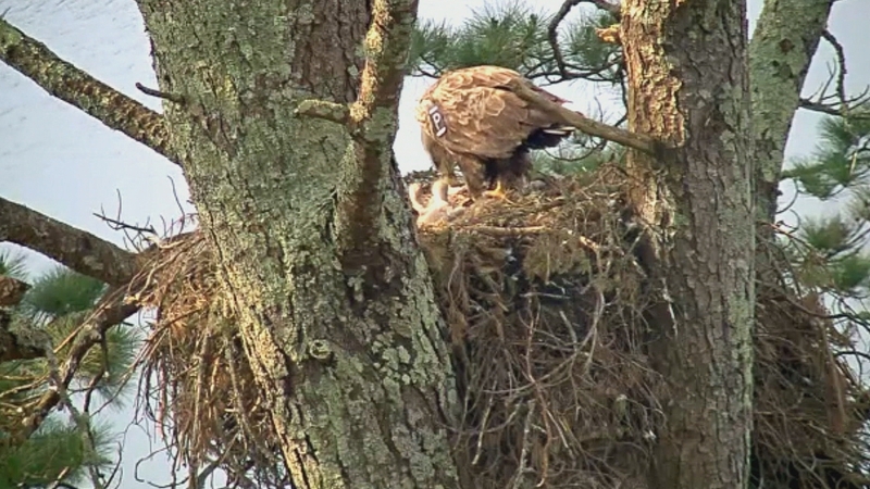 The live webcam is focused on the nest on Garnish Island near Glangarriff