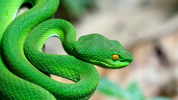 Let's Dive In: Why are there no snakes in Ireland?