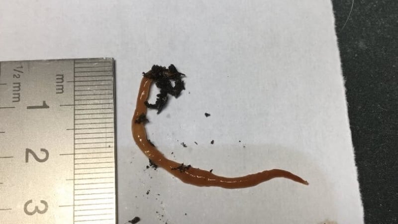 The worms were discovered in the Beara peninsula in West Cork