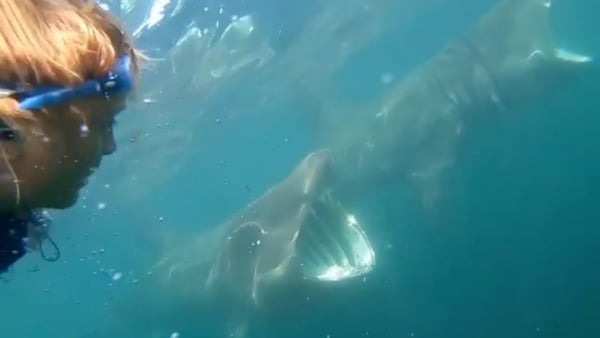 A large number of sightings have occurred along the western seaboard