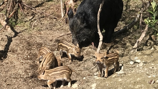 The new arrivals are said to be doing well