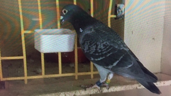 Pigeon fanciers are having to find new ways of keeping their flock on the straight and narrow in the absence of any competitive racing