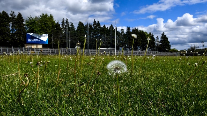 Dandelions are growing on the Avantcard Páirc Seán MacDiarmada