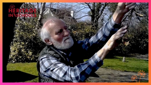 Noticing nature in your local park, garden and backyard