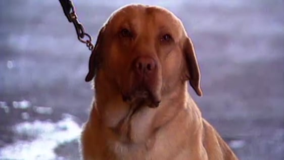 Jake The Sniffer Dog (1995)