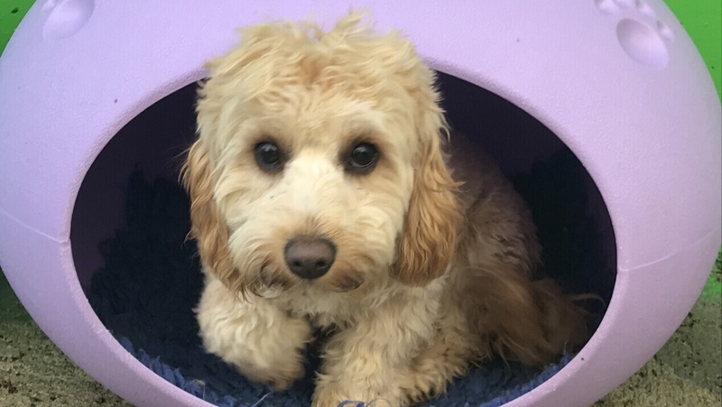 Business owner Naomi Tracey says dogs can provide stress relief