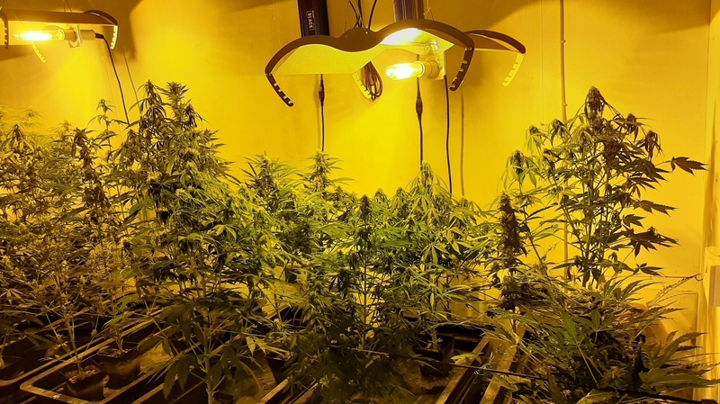 Gardaí discovered two rooms converted into grow houses