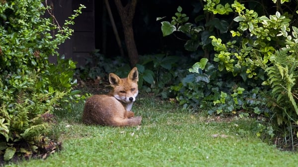 A fox in a garden!