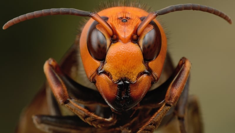 Irish beekeepers fear the Asian hornet may not be far away