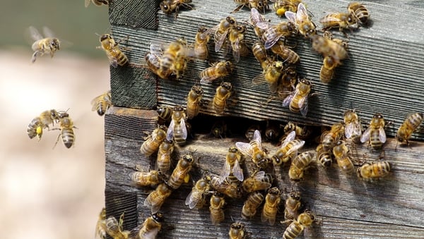 Happy World Bee Day!