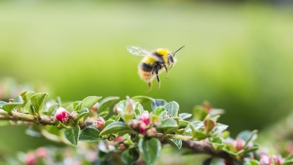 It's World Bee Day (May 20), and we're all being encouraged to 'Bee Engaged' with our buzzing black and yellow friends.