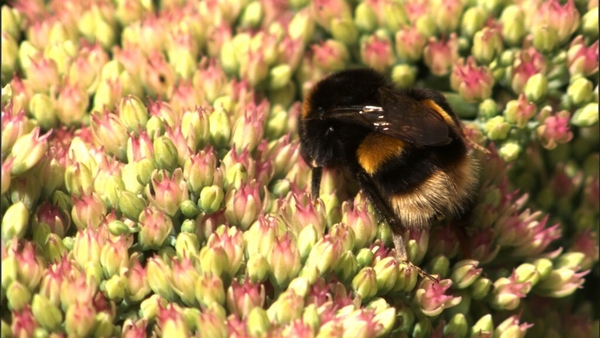Mad buzz! Celebrate World Bee Day with the RTÉ NSO