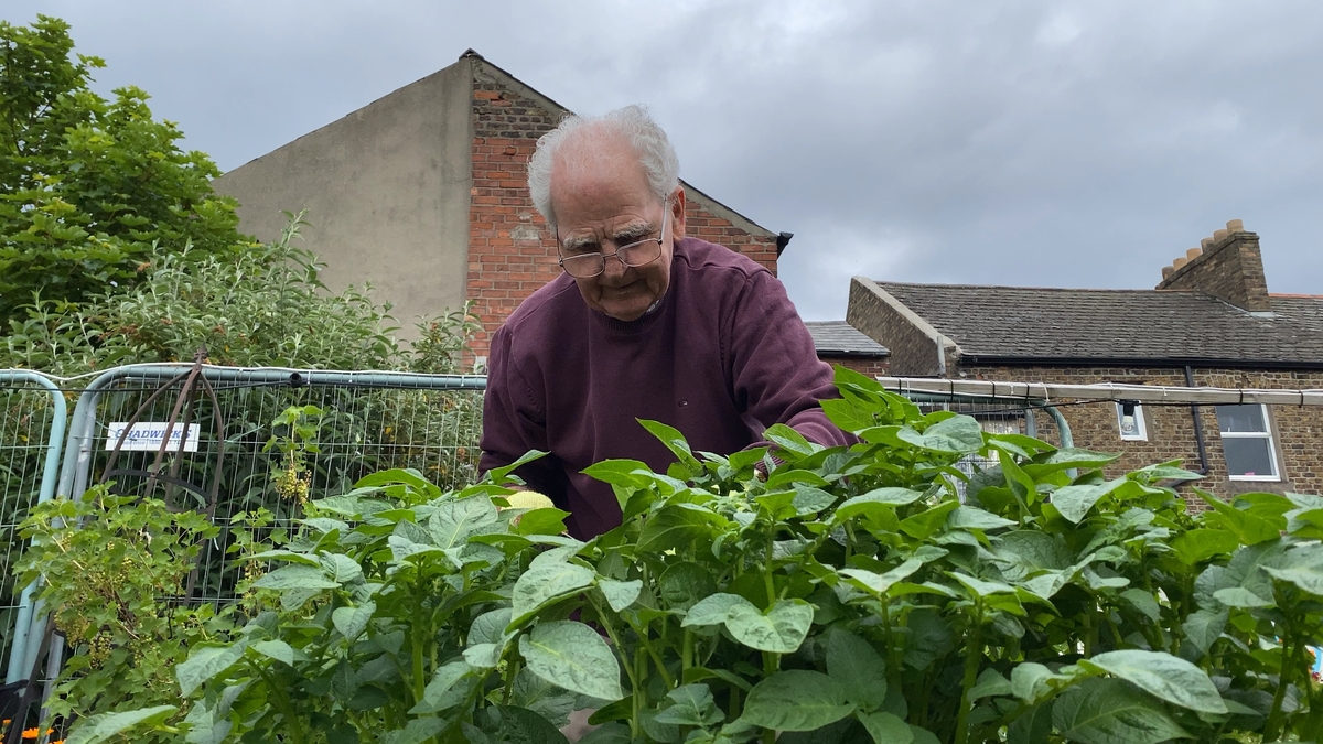 Calls for more allotments in Ireland by 2025