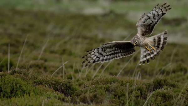 Cromán na gcearc ag scaoileadh a sciathán