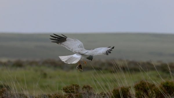 The Hen Harrier has experienced sharp decline in recent decades