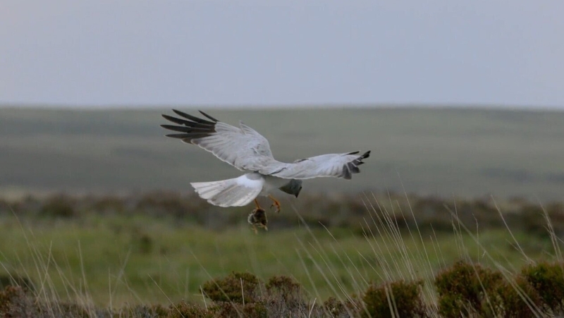 The Hen Harrier has experienced sharp decline in recent decades