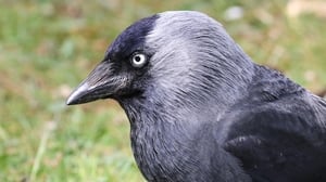 Nesting Jackdaws (01/04/2026) show image