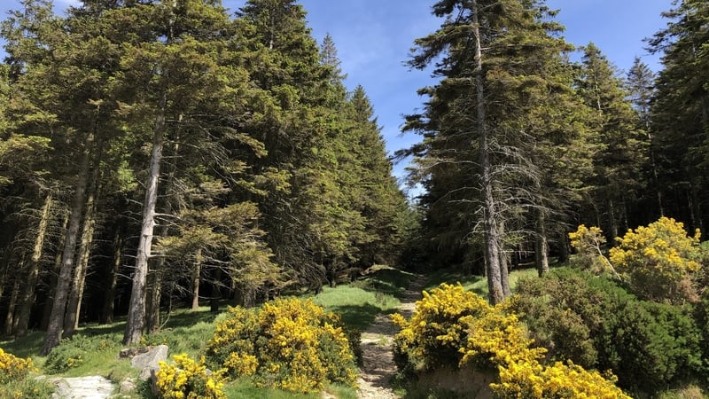 Coillte said higher costs and geopolitical tensions would likely see its results weaken in 2022