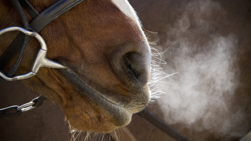 The ISPCA provided an inspector in Limerick for the five years between 2015 and 2020 (File photo)
