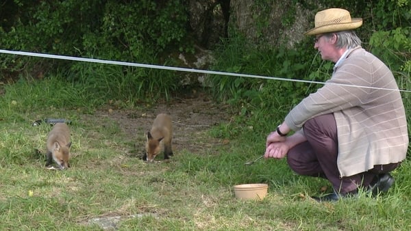 Martin Guinan feeds Rocky and Ivy