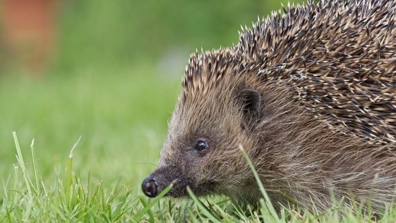 Studies in the UK estimate losses of up to 50% of hedgehogs in rural areas