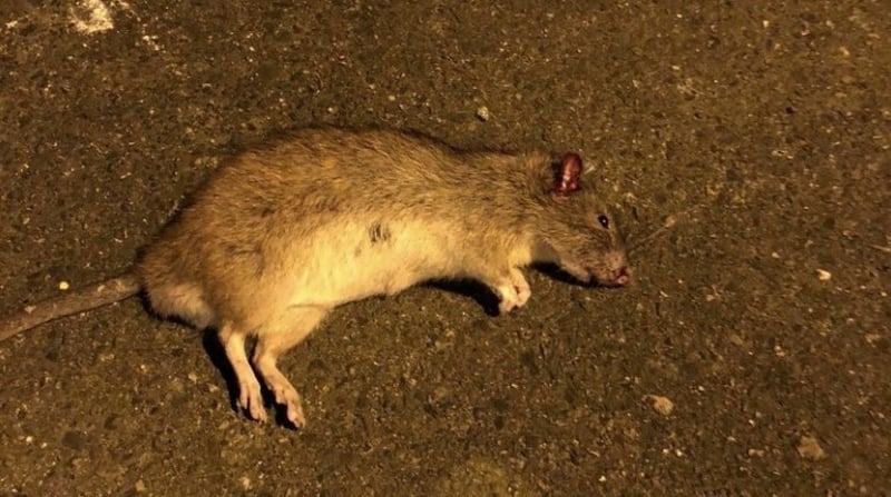 The council said part of the problem is that modern regulations limit the strength of rat poison and where it can be placed