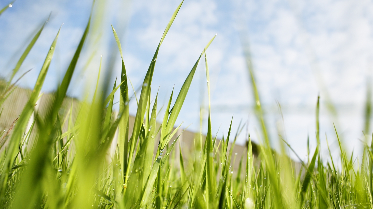 Grass growth