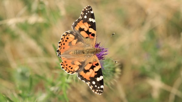 The 2019 numbers of the Painted Lady were almost 600% up on the 2008 figure (Image: Liam Lysaght)