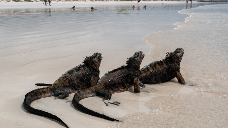 Marine iguanas, endemic to the Galapagos, on a beach on the island of Santa Cruz