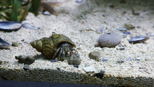 Fun Activities for World Ocean Day 2020