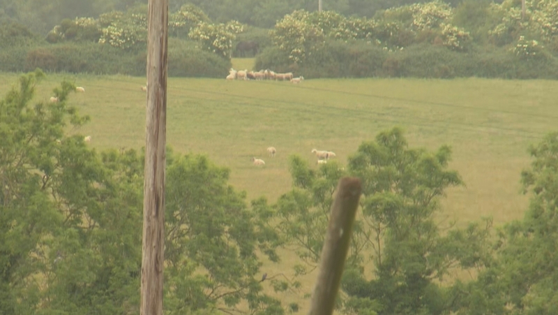 The incident occurred last night on a farm in a remote part of Wicklow