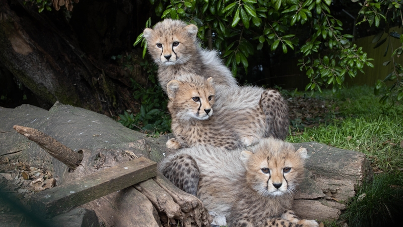 The three male cubs, now exactly 12 weeks old, were born on St Patrick's Day (image: Darragh Kane)
