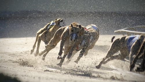 With support from RCÉ, the IRGT assisted in the rehoming of 1,447 retired greyhounds in 2023