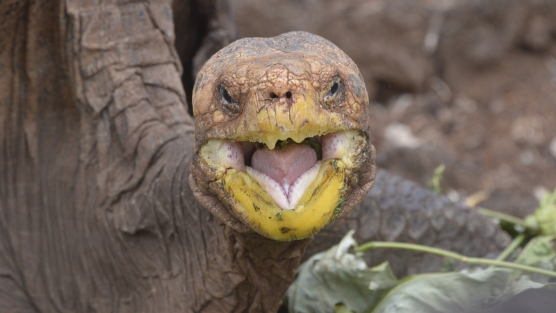 Diego weighs about 80kg, is nearly 90cm long and 1.5m tall