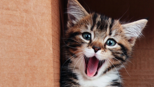 Sunday Miscellany: The Cat-Sitter, by Quentin Fottrell