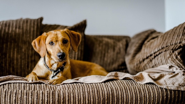 Love your dog but prefer a home that doesn't smell like a kennel? Lisa Salmon seeks some simple steps for dealing with that poochy pong.